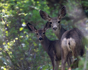 Pair of Deer
