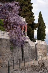Lush wisteria bloom, garden decoration, Croatian coast