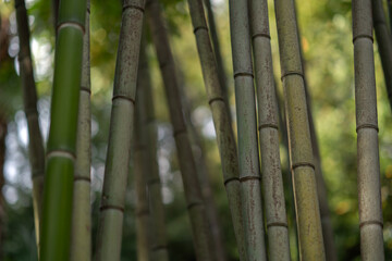 Bamboo trunks close-up, green background