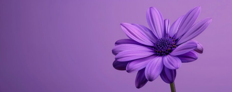 Beautiful purple flower on purple background with copy space