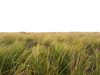 Landscape of Grass isolate on transparent background, cutout, png