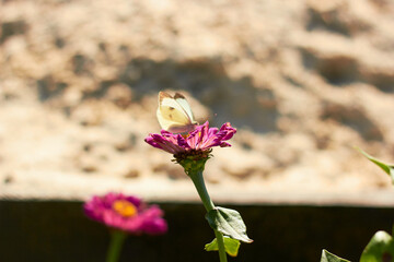 The butterfly Gonepteryx rhamni feeds pink Zinnia flower