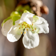 cherry blossom close-up, macro photography, white flowers