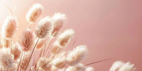 A bunch of bunny tails on pink background, minimalist, copy space, banner ,Dry beige lagurus grass flower, Fluffy stems of tall grass, Pampas grass , boho style