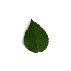 Green rose leaf on white isolated against a flat background.