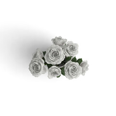 White Rose Bouquet isolated background - Close-up of a white Rose