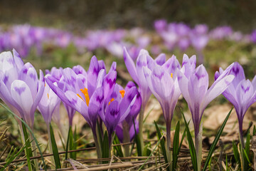 purple crocus flowers