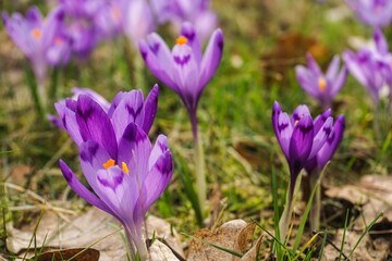 Fototapeta premium purple crocus flowers
