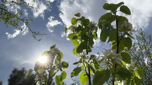 Flowering branches of fruit bush of Serviceberry, Amelanchier with white flowers, green leaves on sunny and windy spring day with blue sky, sun, white clouds. Topics: beauty of nature, blooming