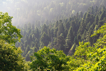 Forest at the Kato Olympos mountain near the village of Palaios Panteleimonas in Thessaly, Greece - 777393111