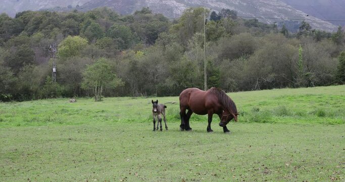 Mare horse grazing with her colt in a green grass meadow in Asturias, Spain
