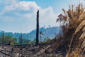 The consequences of a fire in the forest.
The mountainous region of Laos, bordering Vietnam.