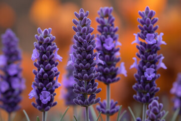 close up of lavender flowers - obrazy, fototapety, plakaty