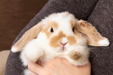 A dwarf rabbit sits in the arms of its owner