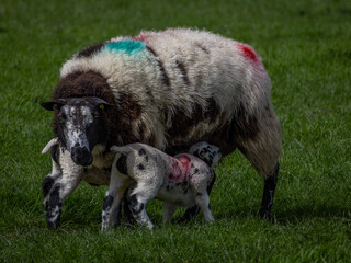 Obraz premium Lambs feeding