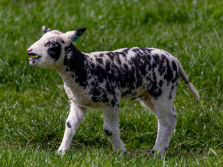 Obraz premium lamb on the grass