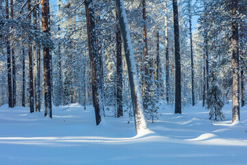 Winter in Oulanka National Park, Finland; snow covered boreal forest 