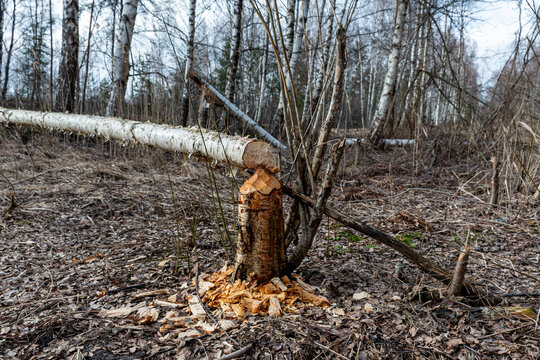 Forest growing around beavers, tree trunks felled by beavers, beaver gnawed tree, wood shavings around a tree stump