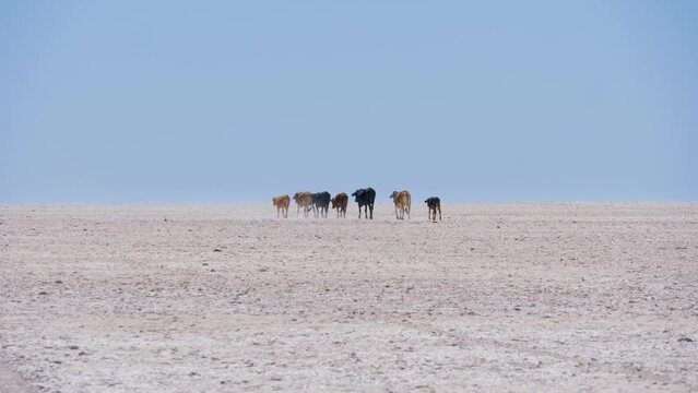 Cows slowly walking on the Makgadikgadi salt plain, Botswana