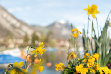 Daffodil flowers in Weesen in Switzerland