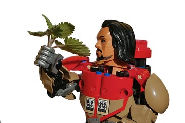 Fototapeta premium LEGO Star Wars Rogue one action figure of Baze Malbus holding fresh leaves of cat attracting Catnip Plant, latin name Nepeta Cataria, in his right hand