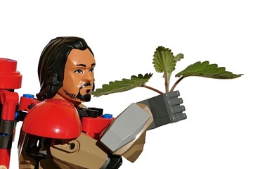 Fototapeta premium LEGO Star Wars Rogue one figure of Baze Malbus holding fresh leaves of cat attracting Catnip Plant, latin name Nepeta Cataria, in his right hand, while examining them closely.