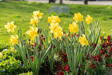 Daffodil flowers in Weesen in Switzerland