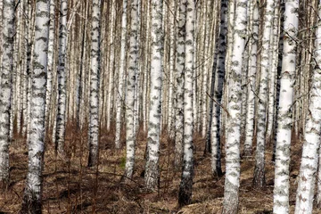 Aluminium Prints Birch grove spring landscape with white birch trunks, trees without leaves in spring