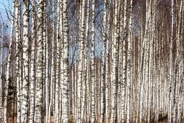 Poster spring landscape with white birch trunks, trees without leaves in spring © ANDA