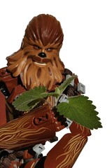 Fototapeta premium LEGO Star Wars large action figure of Wookie Chewbacca, also called Chewie, holding cat attracting leaves of Catnip plant, also called Catwort, latin name Nepeta Cataria.