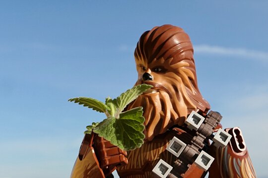 LEGO Star Wars large action figure of Wookie Chewbacca, also called Chewie, tasting cat attracting leaves of Catnip plant, also called Catwort, latin name Nepeta Cataria. Blue skies in background.