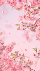 Obraz na płótnie Canvas cherry blossoms,simple,pink,background