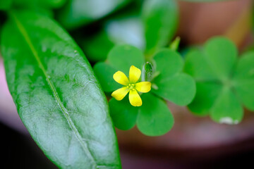 clover on green