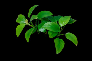 Young leaf Anubias golden plant isolated on black background with clipping path