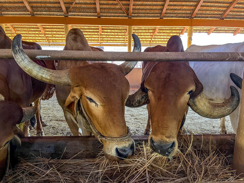 Cows in goshala stable at Goverdan ecovillage, Maharashtra, India