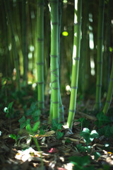 Bambou dans sa forêt  - obrazy, fototapety, plakaty