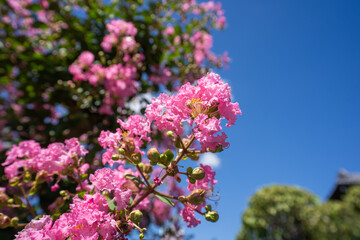 夏の季節を彩るピンクのサルスベリ