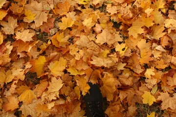 autumn leaves on a tree