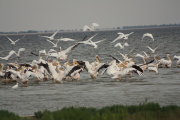 flock of pelicans