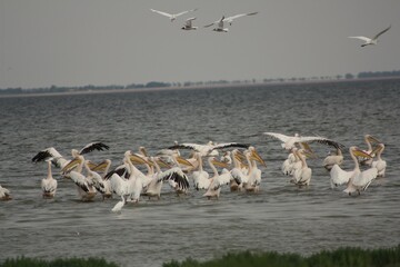 pelicans on the beach