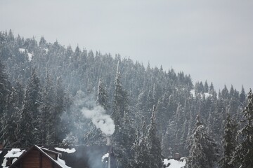 winter in the forest