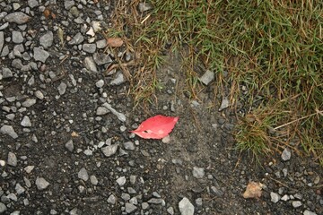 autumn leaf on the ground