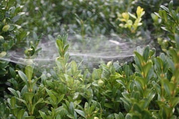 sprinkler in the grass