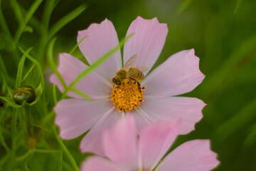 A bee collects nectar on a pink cosmos flower on a green background.
