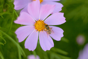 Fototapeta premium A bee collects nectar on a pink cosmos flower on a green background. 