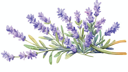 Lavender. Flower closeup. Watercolor drawing. Vecto