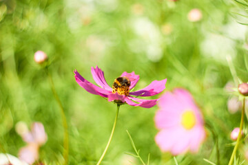 A bee collects nectar on a pink cosmos flower on a green background.
