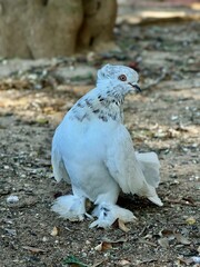 beautiful white dove
