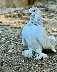 white dove on the rock