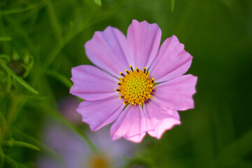 Fototapeta premium Pink cosmos flower (Cosmos Bipinnatus)on green background. Meadow summer flowers. 